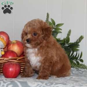 Buzz, Forever Puppy